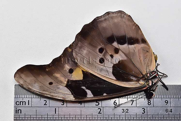 Morpho rhetenor mariajosianae *GYNANDROMORPH* ⚥ RARE MOSAIC WILD CAUGHT SPECIMEN - Image 4