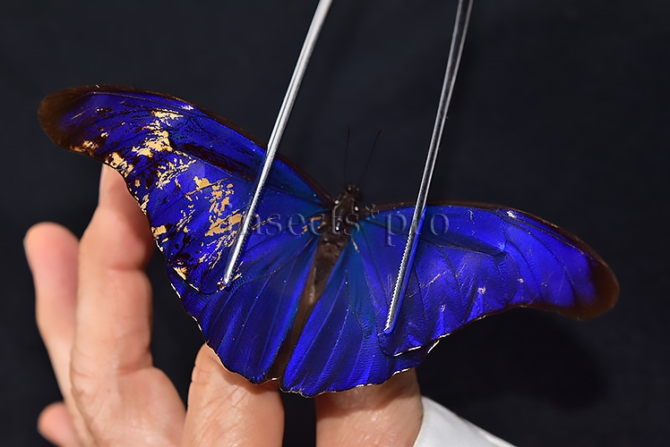 Morpho rhetenor mariajosianae *GYNANDROMORPH* ⚥ RARE MOSAIC WILD CAUGHT SPECIMEN - Image 2