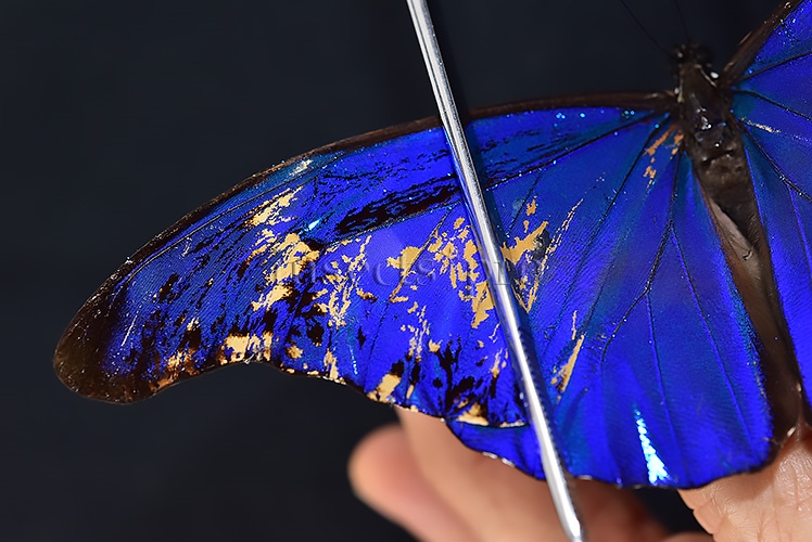 Morpho rhetenor mariajosianae *GYNANDROMORPH* ⚥ RARE MOSAIC WILD CAUGHT SPECIMEN - Image 5