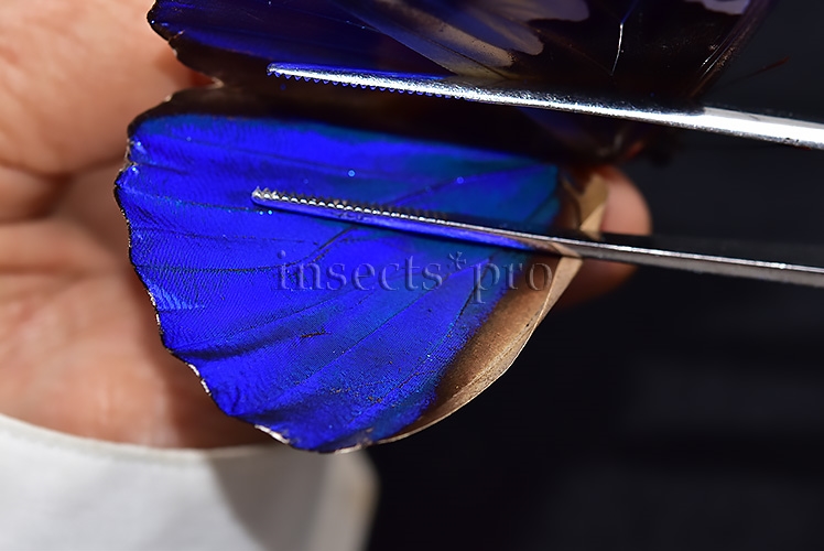 Morpho rhetenor mariajosianae *GYNANDROMORPH* ⚥ RARE MOSAIC WILD CAUGHT SPECIMEN - Image 8