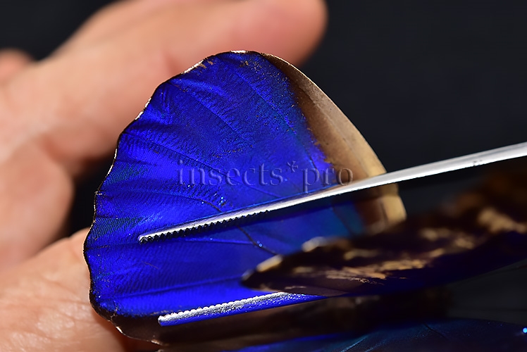 Morpho rhetenor mariajosianae *GYNANDROMORPH* ⚥ RARE MOSAIC WILD CAUGHT SPECIMEN - Image 7