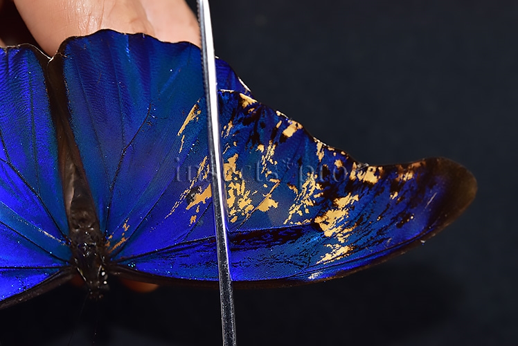Morpho rhetenor mariajosianae *GYNANDROMORPH* ⚥ RARE MOSAIC WILD CAUGHT SPECIMEN - Image 6