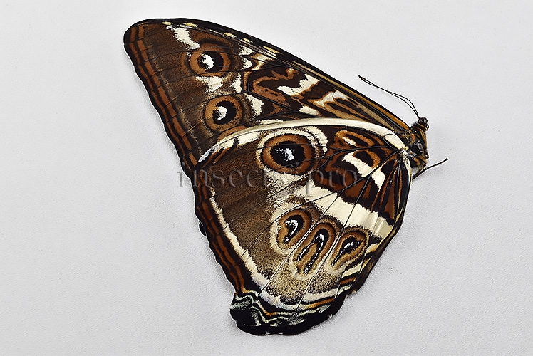 Morpho cisseis gahua f. phadena ♂ INTERESTING FORM GOOD PRICE* - Image 2