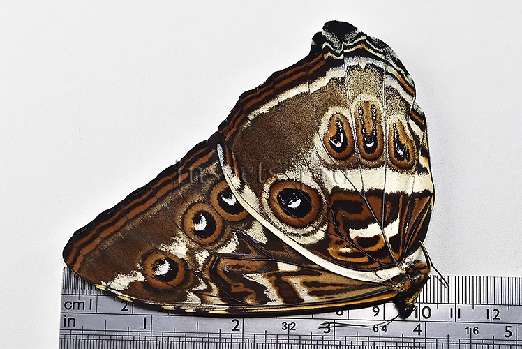 Morpho cisseis gahua f. phadena ♂ INTERESTING FORM GOOD PRICE* - Image 3