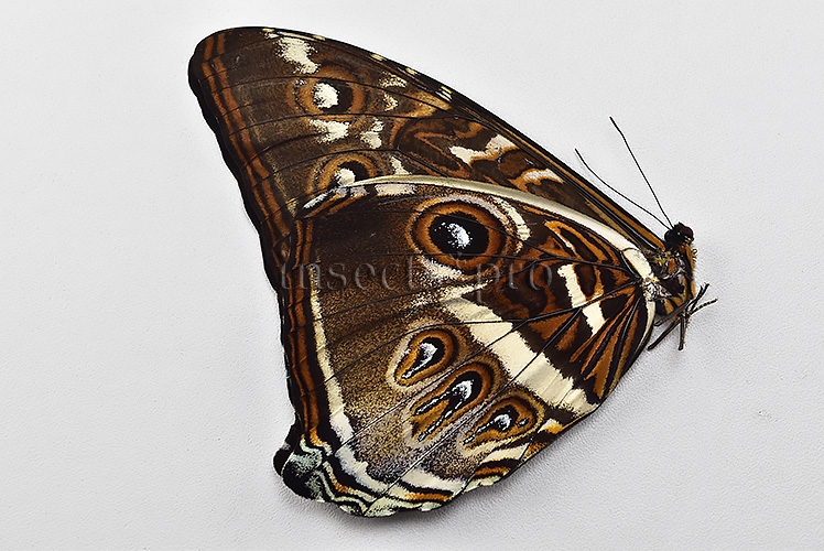 Morpho cisseis gahua f. phadena ♂ GOOD PRICE* - Image 2