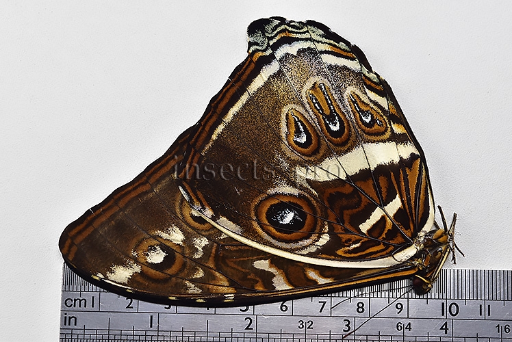 Morpho cisseis gahua f. phadena ♂ GOOD PRICE* - Image 3