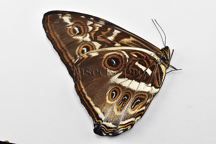 Morpho cisseis jeannoti ♂ GOOD PRICE* - Image 2