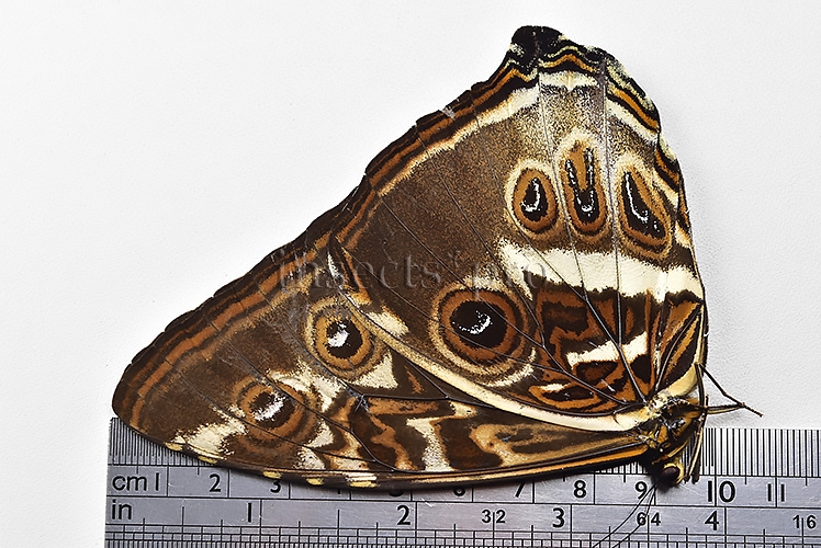 Morpho cisseis jeannoti ♂ GOOD PRICE* - Image 3
