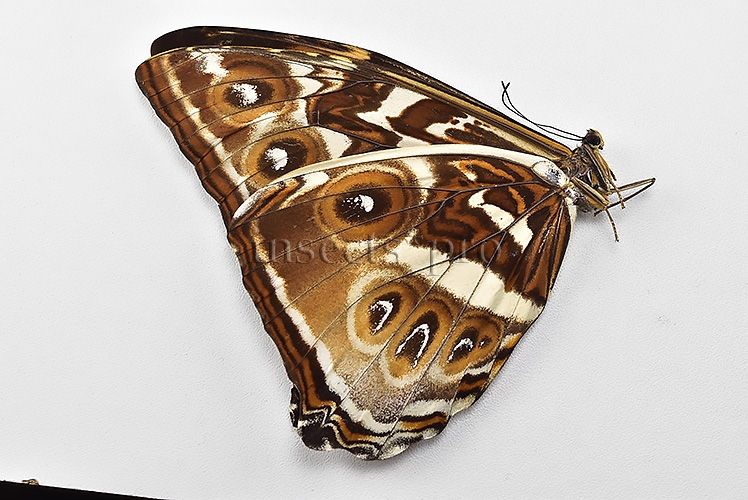 Morpho cisseis gahua f. phadena ♀ FEMALE GOOD PRICE* - Image 2