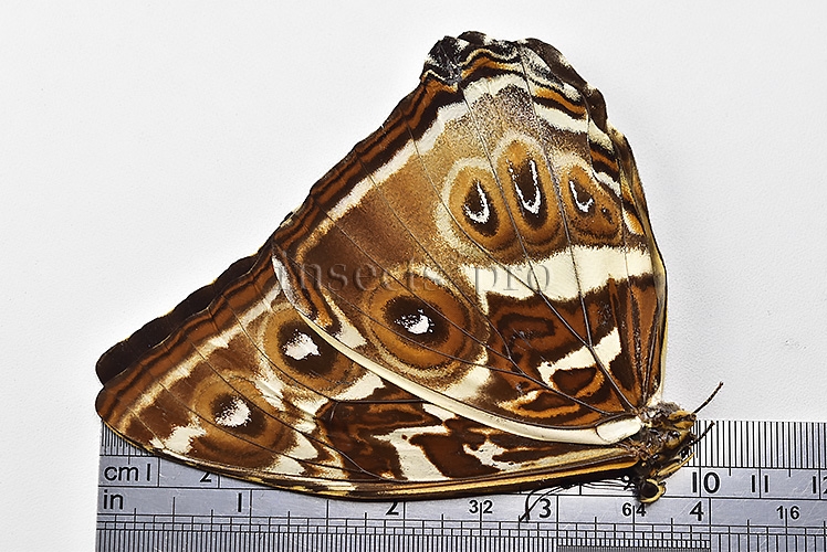 Morpho cisseis gahua f. phadena ♀ FEMALE GOOD PRICE* - Image 3