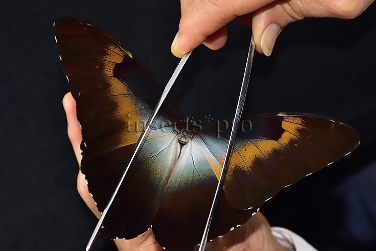 Morpho cisseis gahua f. phadena ♂ INTERESTING FORM GOOD PRICE* - Image 6