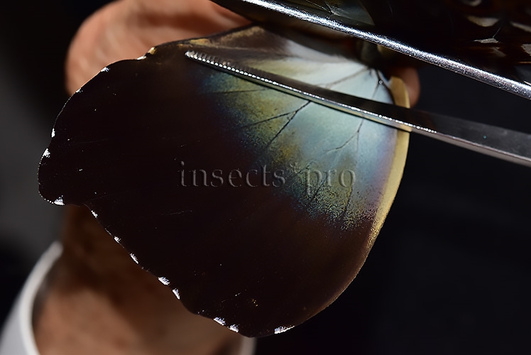 Morpho cisseis gahua f. phadena ♂ INTERESTING FORM GOOD PRICE* - Image 4