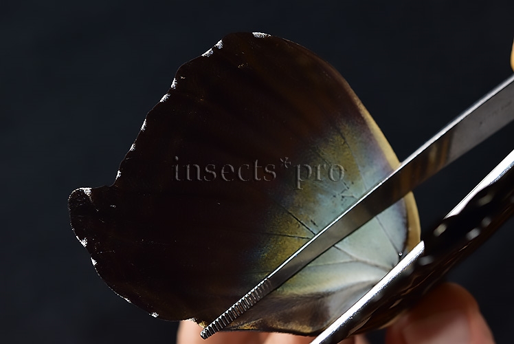 Morpho cisseis gahua f. phadena ♂ INTERESTING FORM GOOD PRICE* - Image 5