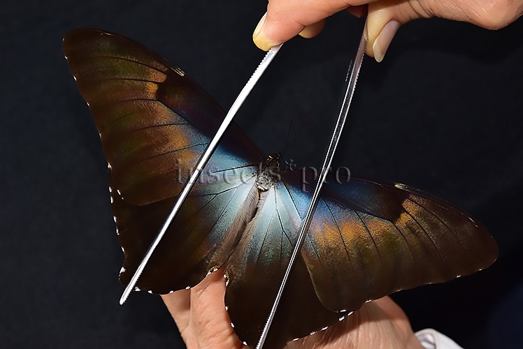 Morpho cisseis gahua f. phadena ♂ GOOD PRICE* - Image 6
