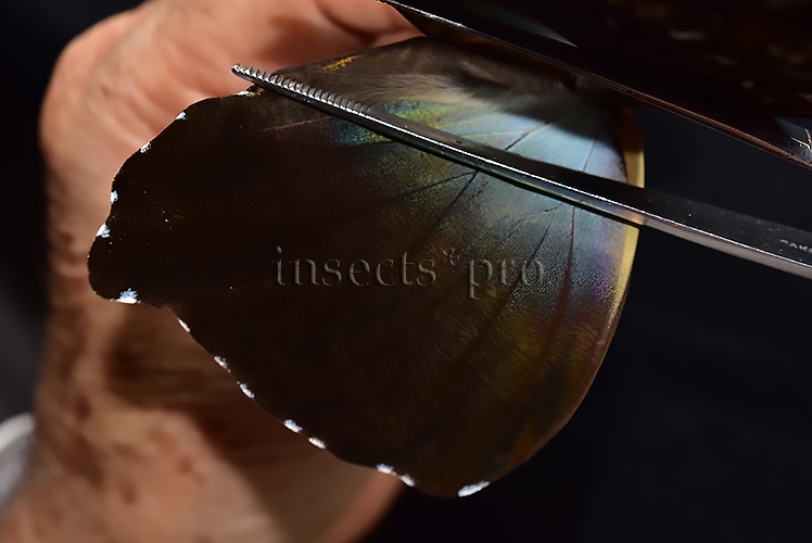 Morpho cisseis gahua f. phadena ♂ GOOD PRICE* - Image 4