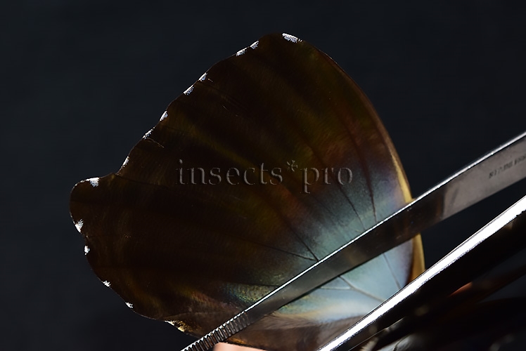 Morpho cisseis gahua f. phadena ♂ GOOD PRICE* - Image 5
