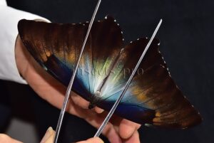 Morpho cisseis gahua f. phadena ♂ GOOD PRICE*