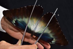 Morpho cisseis gahua f. gahua ♂ GOOD PRICE*