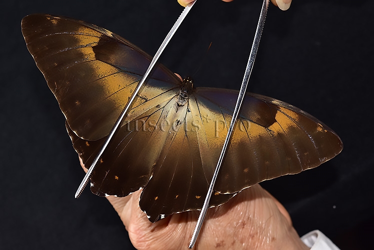 Morpho cisseis jeannoti ♂ GOOD PRICE* - Image 6