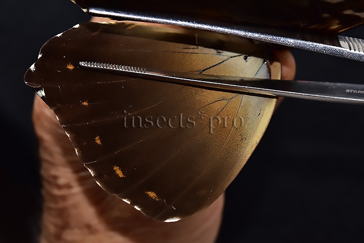 Morpho cisseis jeannoti ♂ GOOD PRICE* - Image 4