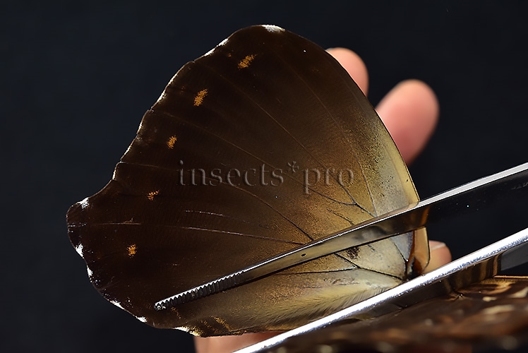 Morpho cisseis jeannoti ♂ GOOD PRICE* - Image 5