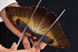 Morpho cisseis jeannoti ♂ GOOD PRICE*