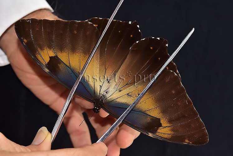 Morpho cisseis jeannoti ♂ GOOD PRICE*