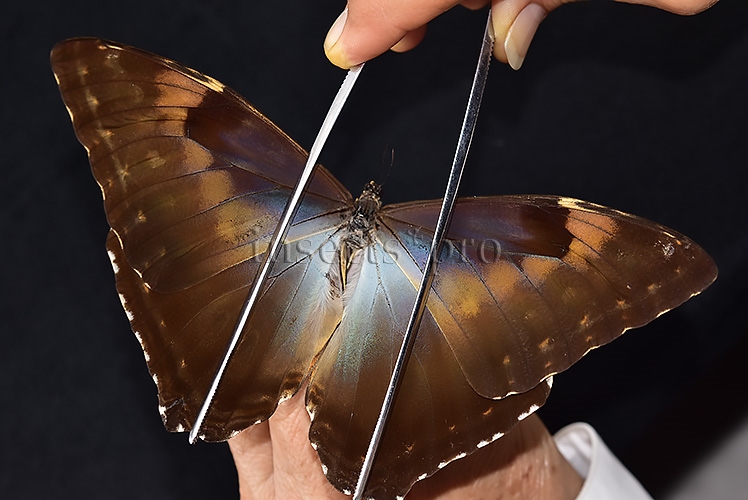 Morpho cisseis gahua f. phadena ♀ FEMALE GOOD PRICE* - Image 6