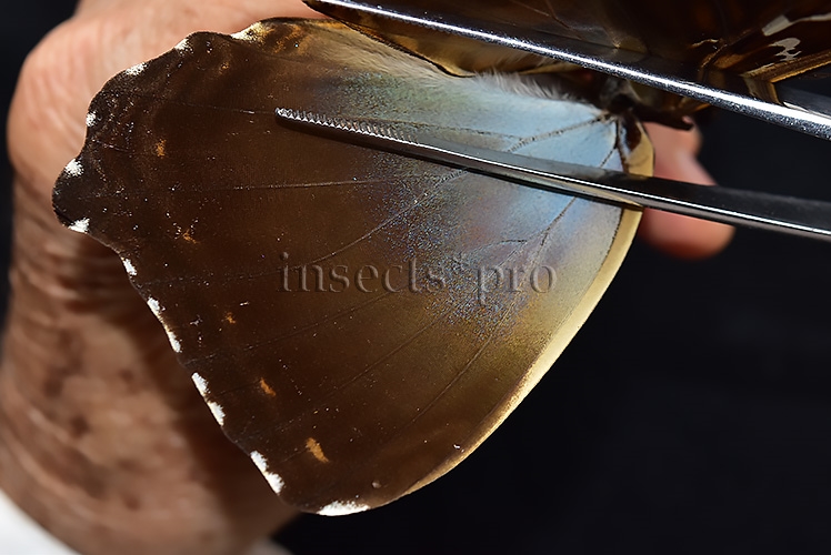 Morpho cisseis gahua f. phadena ♀ FEMALE GOOD PRICE* - Image 4
