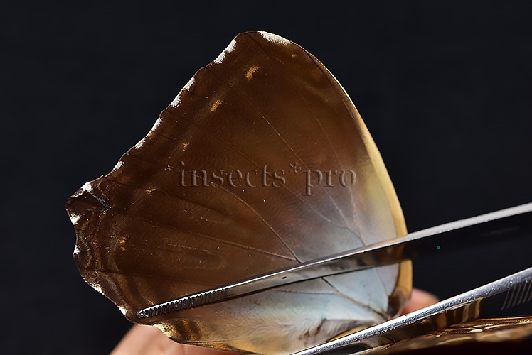 Morpho cisseis gahua f. phadena ♀ FEMALE GOOD PRICE* - Image 5