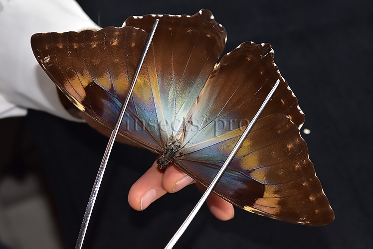 Morpho cisseis gahua f. phadena ♀ FEMALE GOOD PRICE*