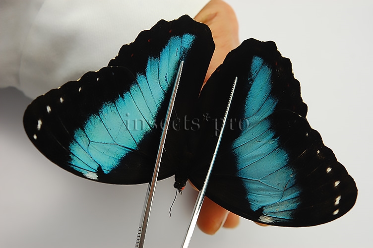 :::BULK SALE:::: Morpho helenor lacommei A1 ♂ - Image 2