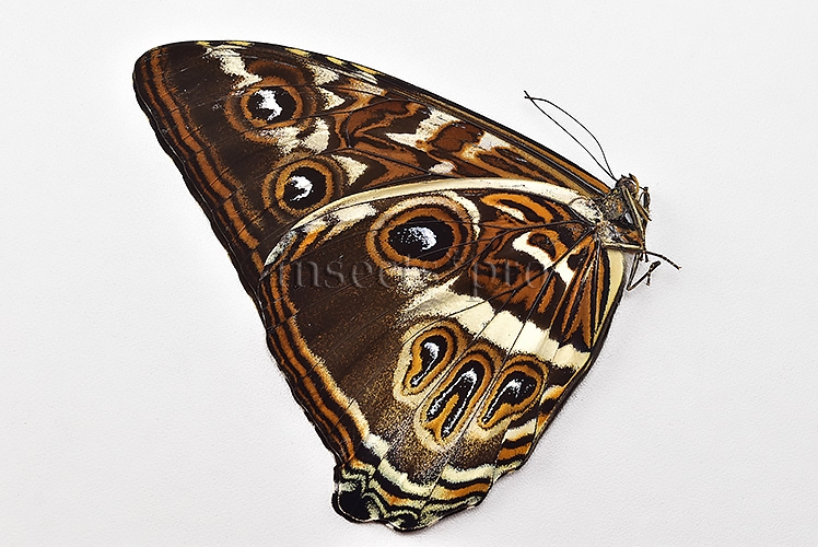 Morpho cisseis gahua f. phadena A1 ♂ - Image 2