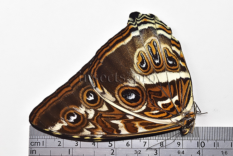 Morpho cisseis gahua f. phadena A1 ♂ - Image 3