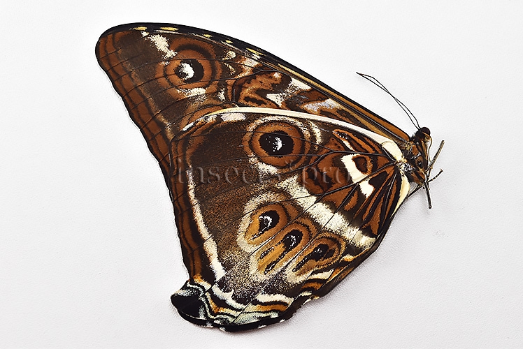 Morpho cisseis gahua f. phadena ♂ GOOD PRICE* - Image 2