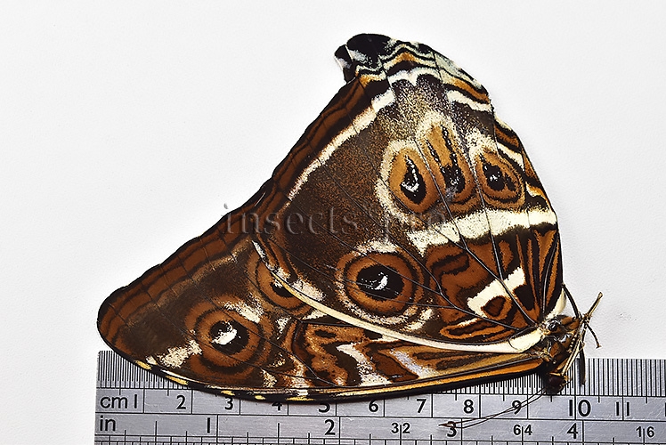 Morpho cisseis gahua f. phadena ♂ GOOD PRICE* - Image 3