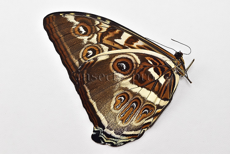 Morpho cisseis gahua f. phadena A1 ♂ - Image 2
