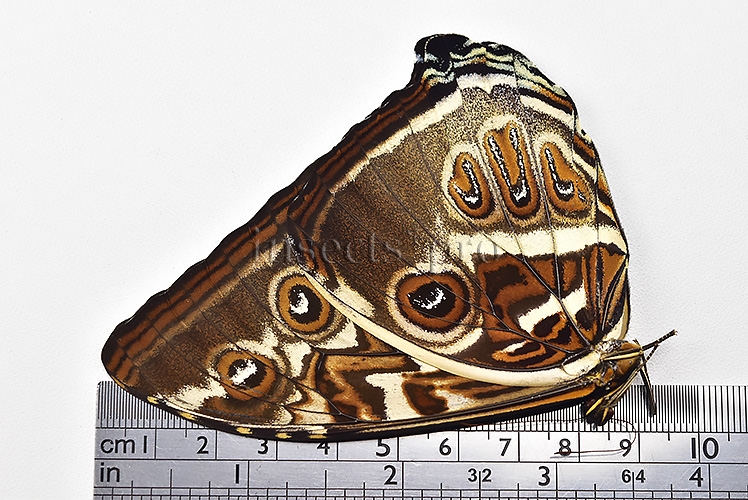 Morpho cisseis gahua f. phadena A1 ♂ - Image 3