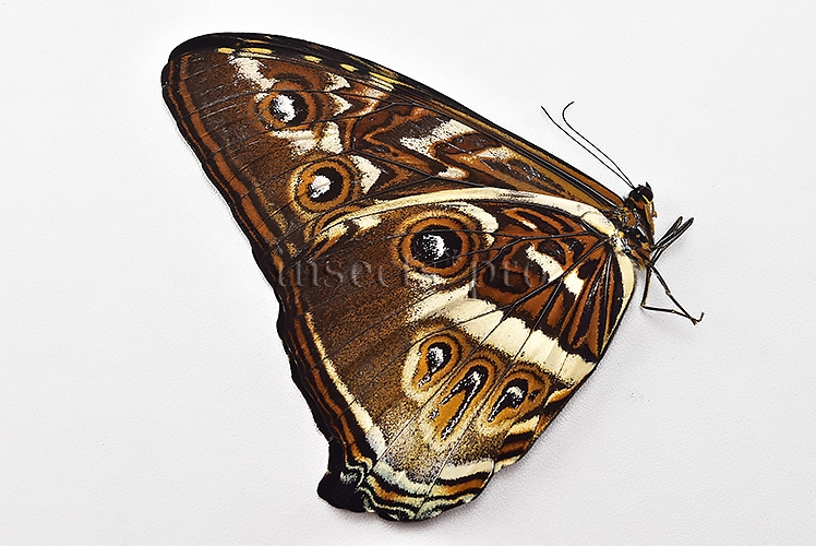 Morpho cisseis jeannoti ♂ GOOD PRICE* - Image 2