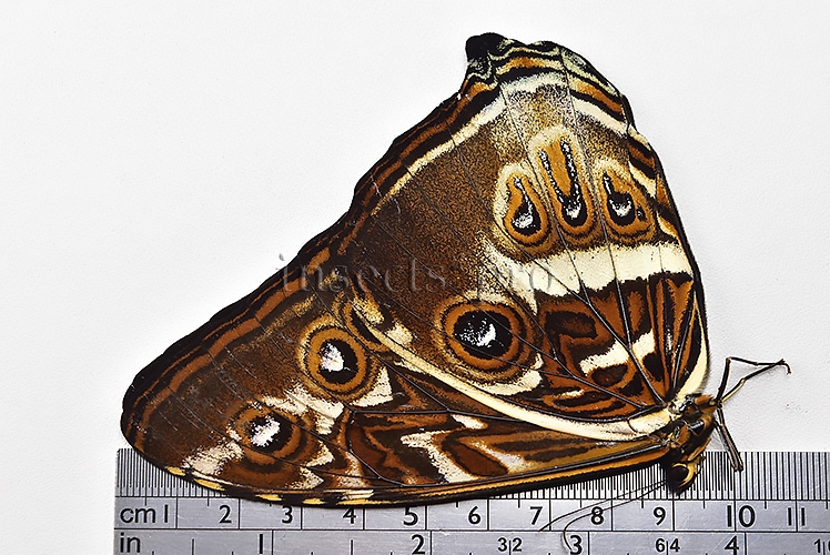 Morpho cisseis jeannoti ♂ GOOD PRICE* - Image 3