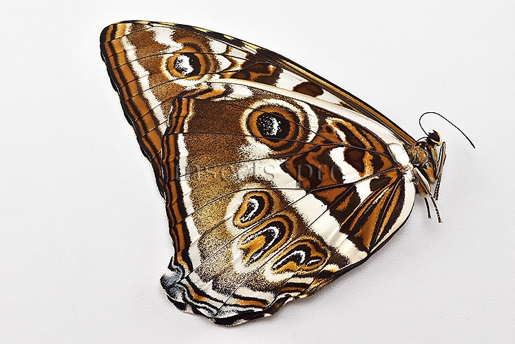 Morpho cisseis jeannoti ♀ LARGE FEMALE - Image 2