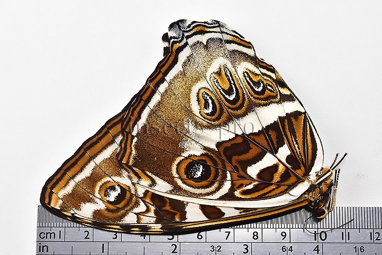 Morpho cisseis jeannoti ♀ LARGE FEMALE - Image 3