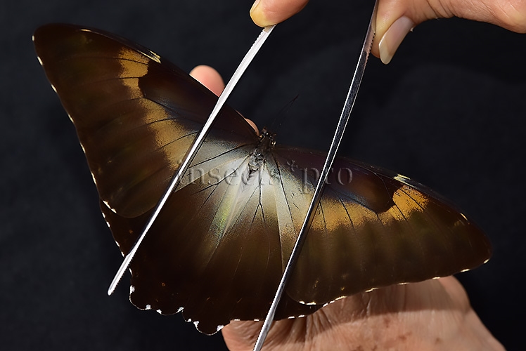 Morpho cisseis gahua f. phadena A1 ♂ - Image 6