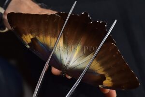 Morpho cisseis gahua f. phadena A1 ♂