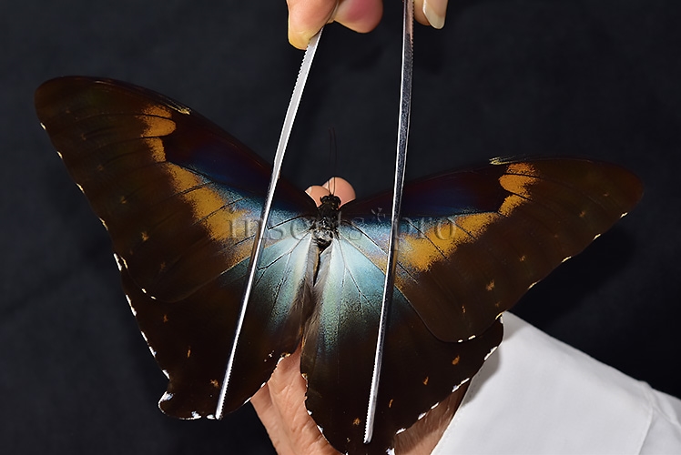 Morpho cisseis gahua f. phadena ♂ GOOD PRICE* - Image 6