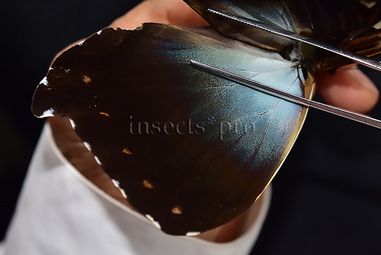 Morpho cisseis gahua f. phadena ♂ GOOD PRICE* - Image 4
