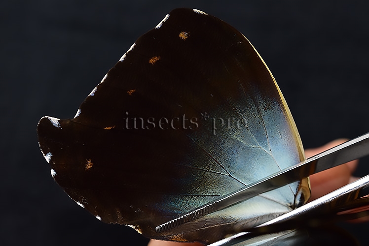Morpho cisseis gahua f. phadena ♂ GOOD PRICE* - Image 5