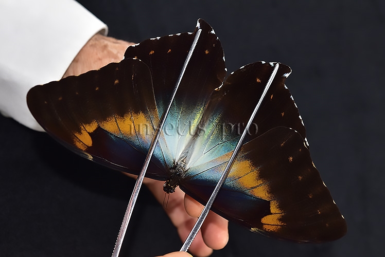 Morpho cisseis gahua f. phadena ♂ GOOD PRICE*