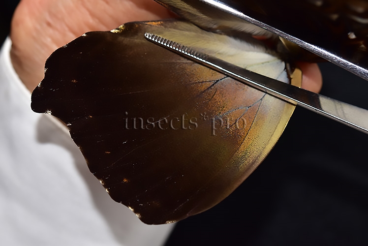Morpho cisseis jeannoti ♂ GOOD PRICE* - Image 4
