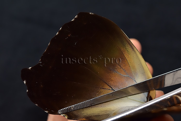 Morpho cisseis jeannoti ♂ GOOD PRICE* - Image 5